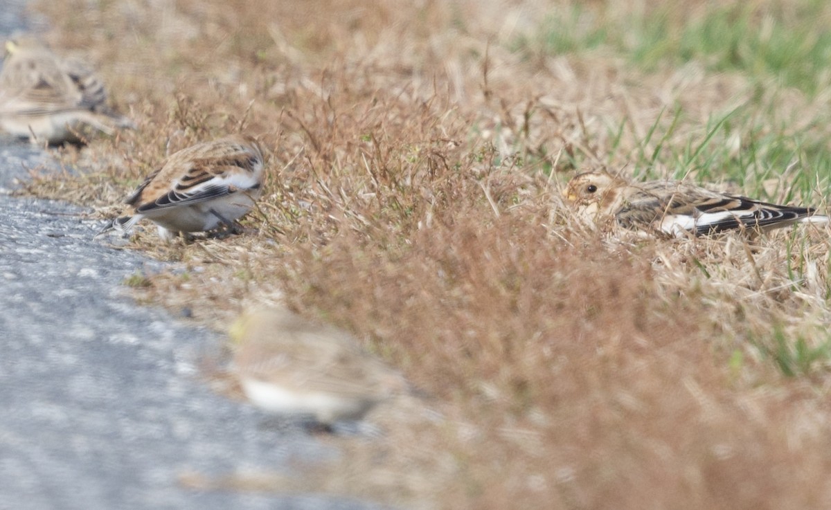Escribano Nival - ML645951971