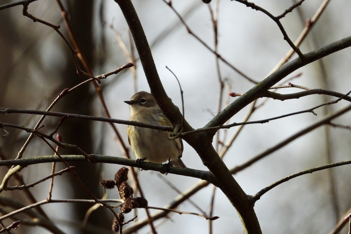 Yellow-rumped Warbler - ML645951982