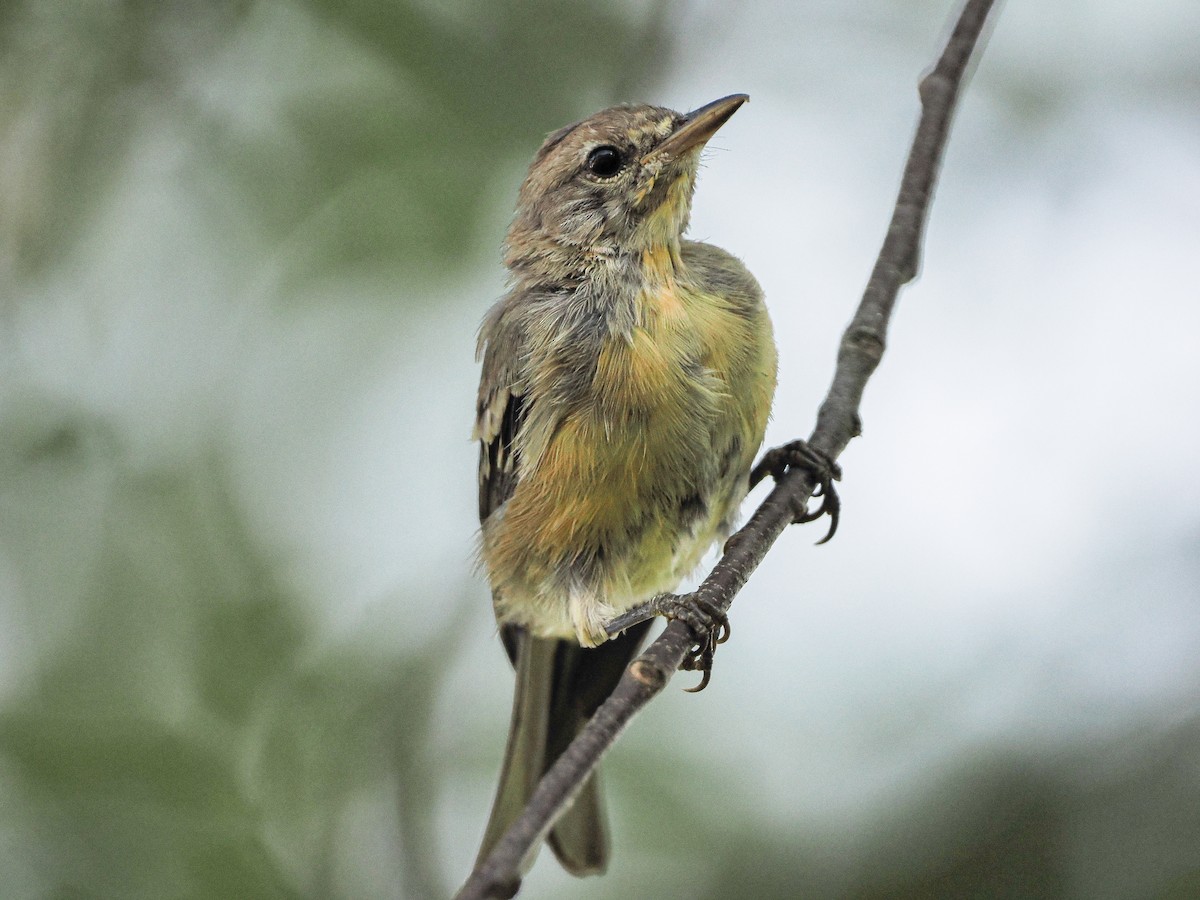 Pine Warbler - ML645951987