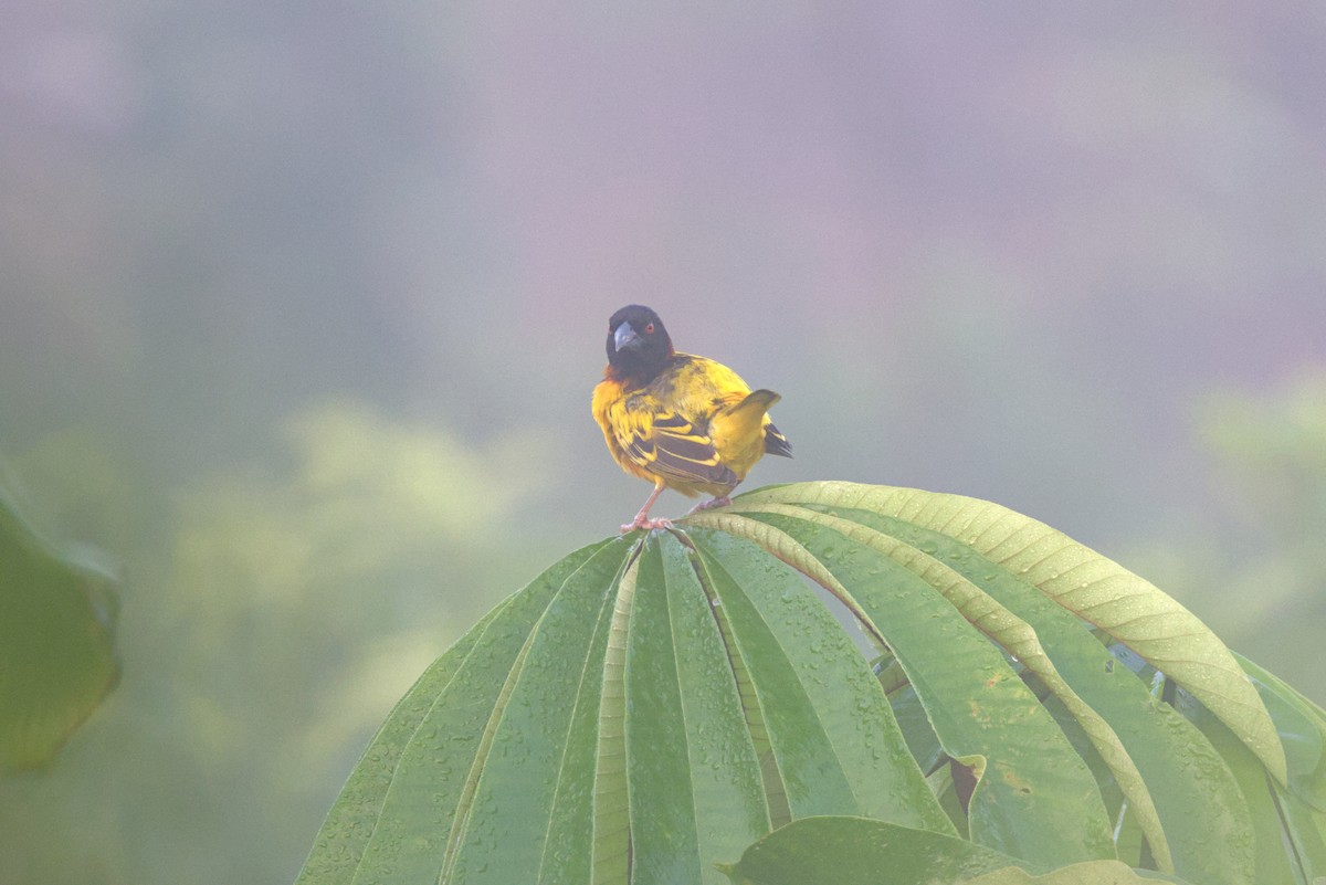 Tejedor Africano (grupo cucullatus) - ML645951988