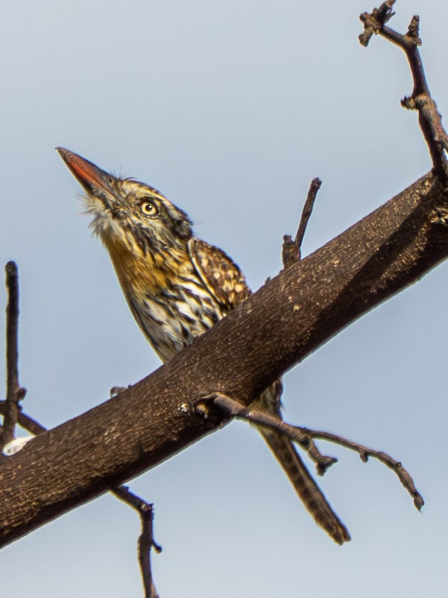 lenivka tečkovaná - ML645951989