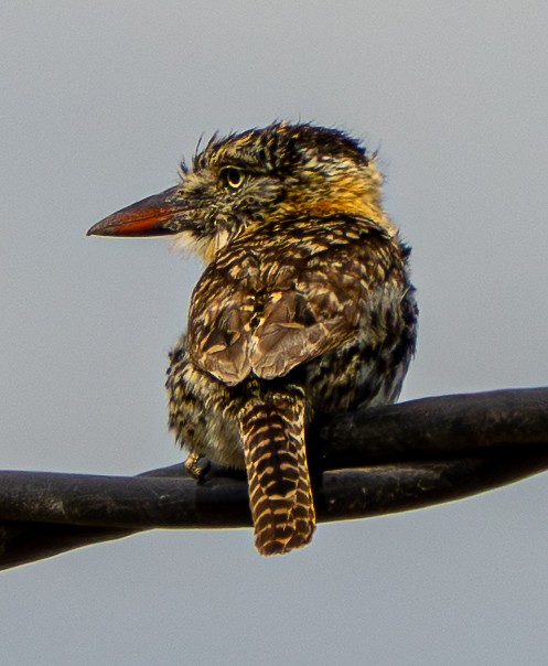 lenivka tečkovaná - ML645951990