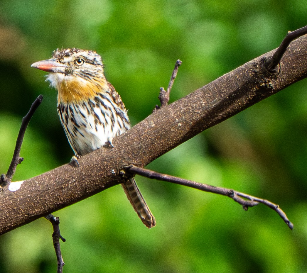 lenivka tečkovaná - ML645951991