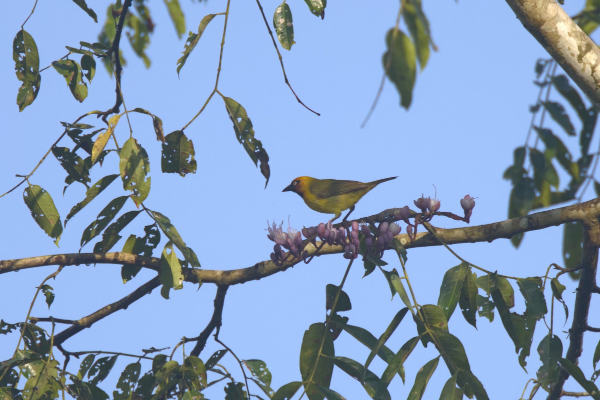 Tejedor Nuquiverde - ML645951992