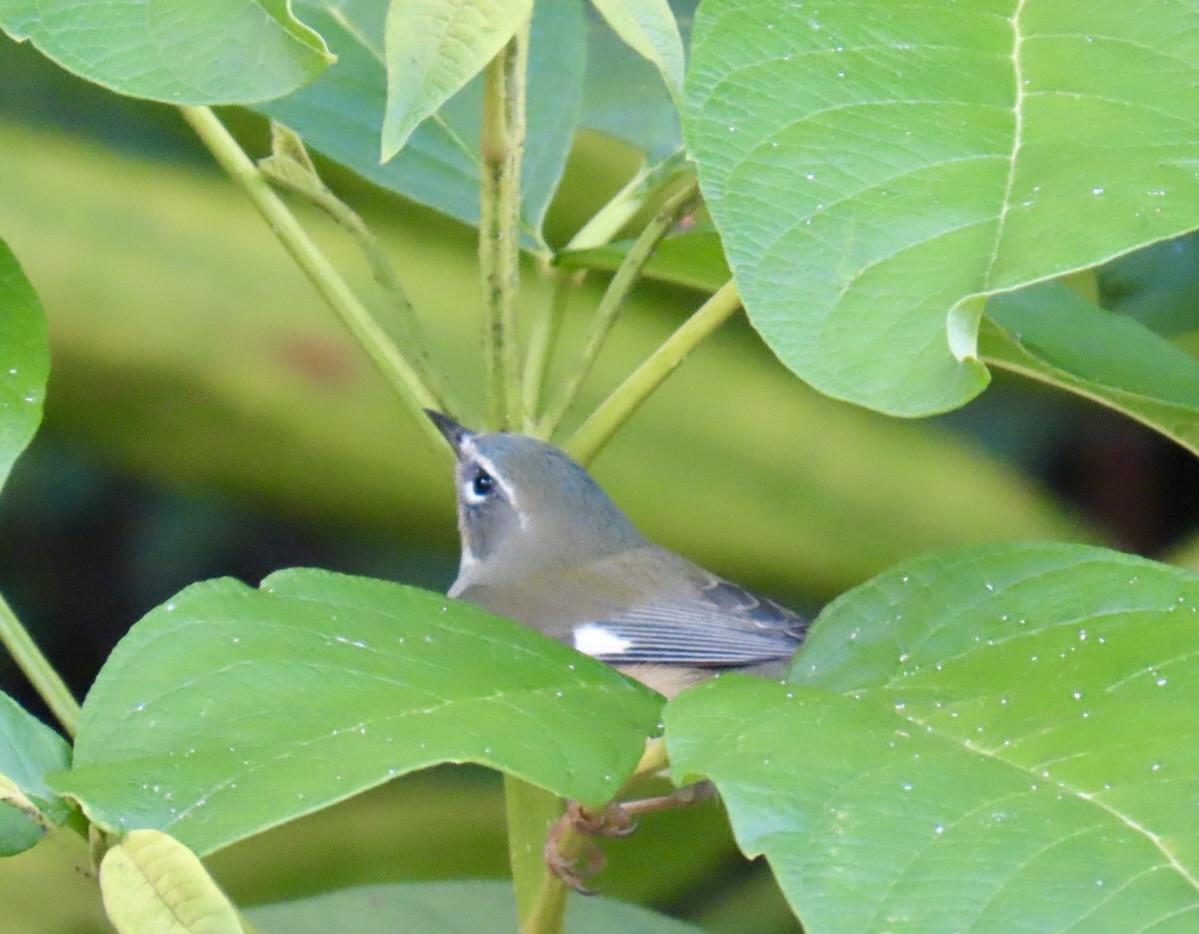 Black-throated Blue Warbler - ML645951997