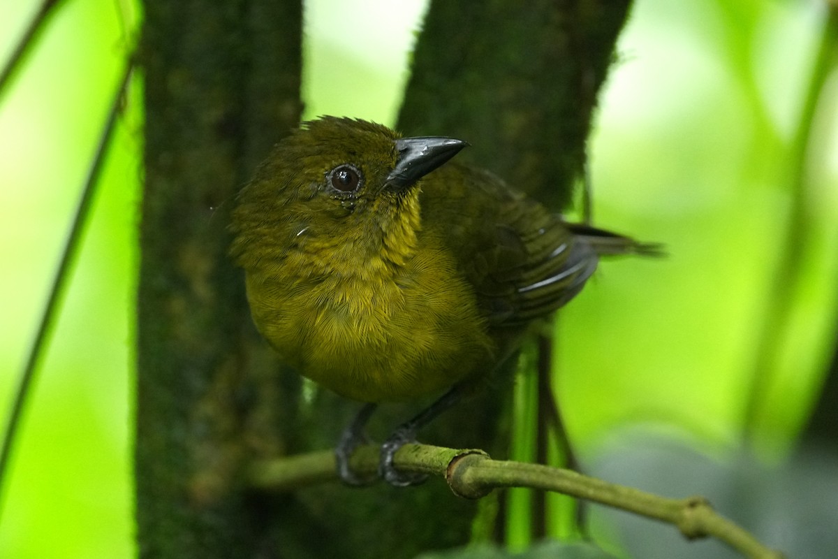 Carmiol's Tanager - ML645951999
