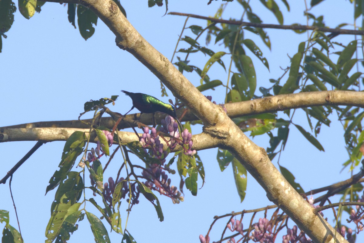 Suimanga Soberbio - ML645952000