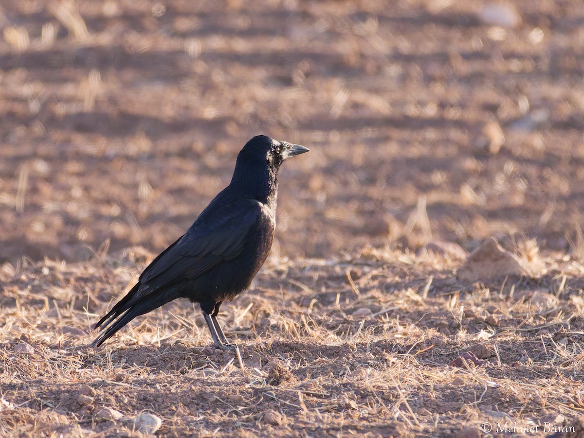 禿鼻鴉 - ML645952003