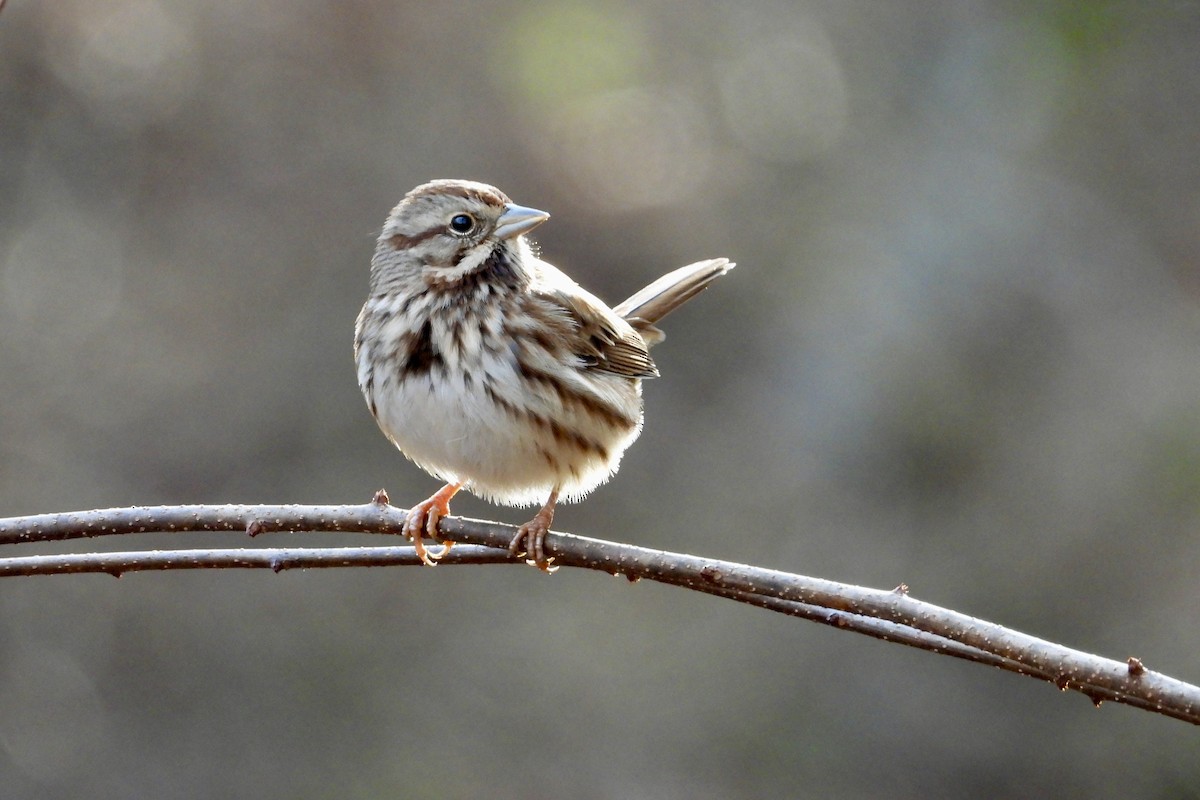 Song Sparrow - ML645952020