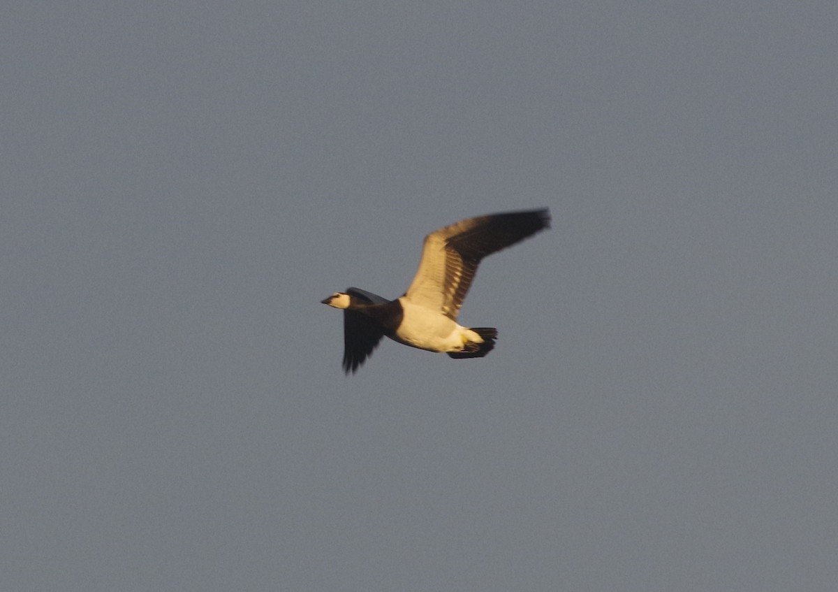 Barnacle Goose - ML645952022