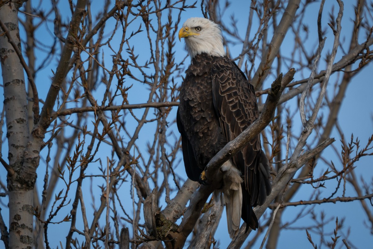 Bald Eagle - ML645952023