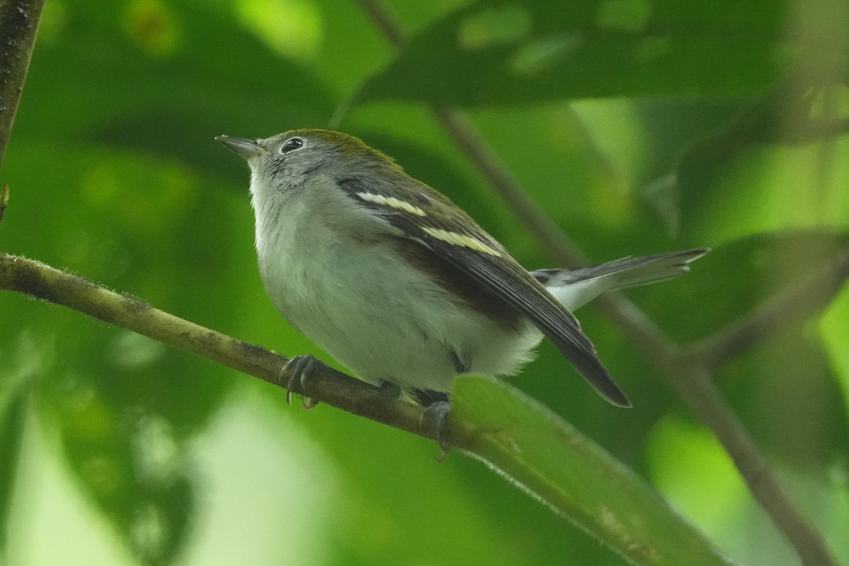 Chestnut-sided Warbler - ML645952028