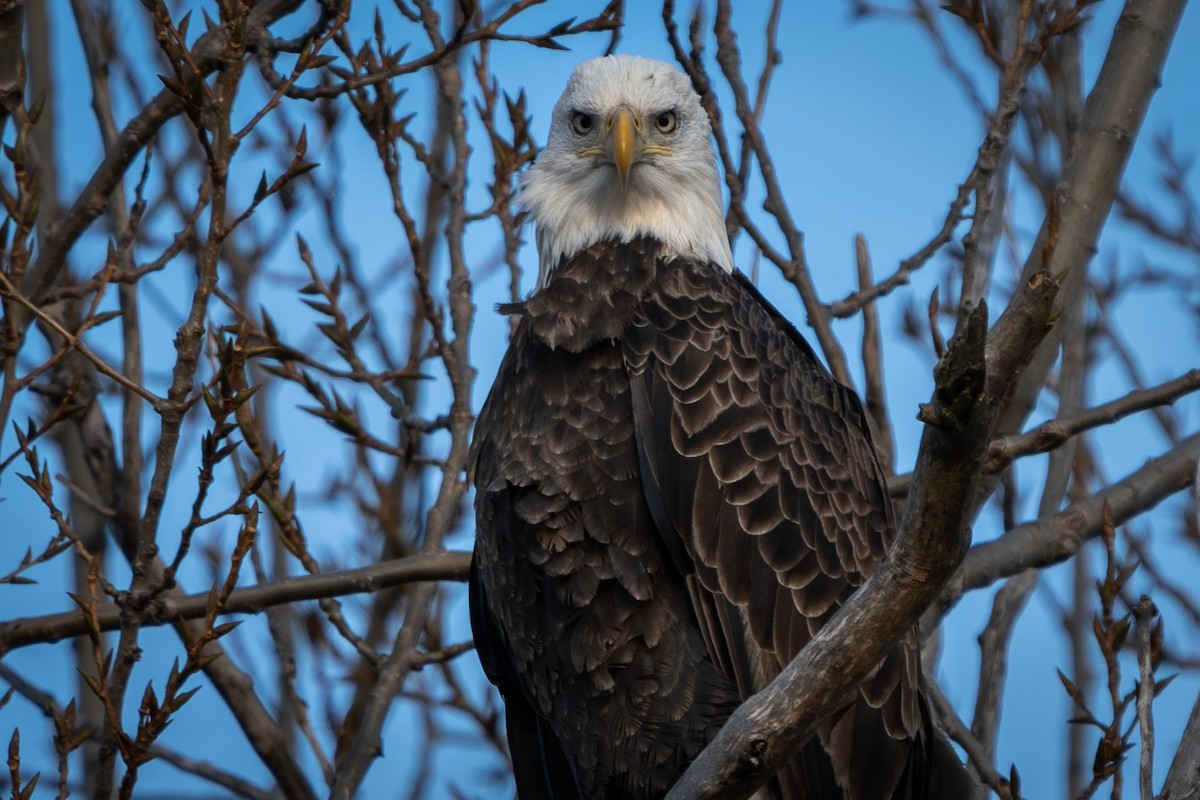 Bald Eagle - ML645952035