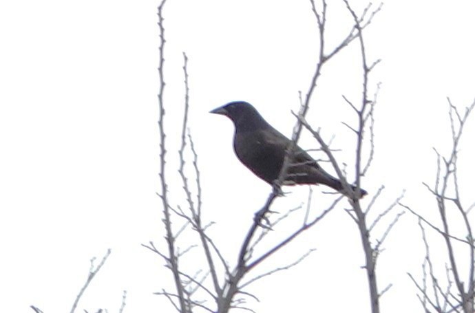 Красноглазый трупиал - ML645952037