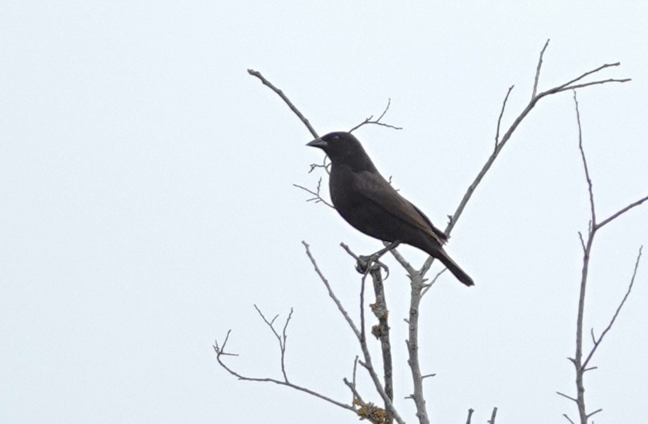 Красноглазый трупиал - ML645952045