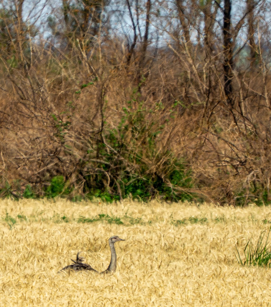 Greater Rhea - ML645952049