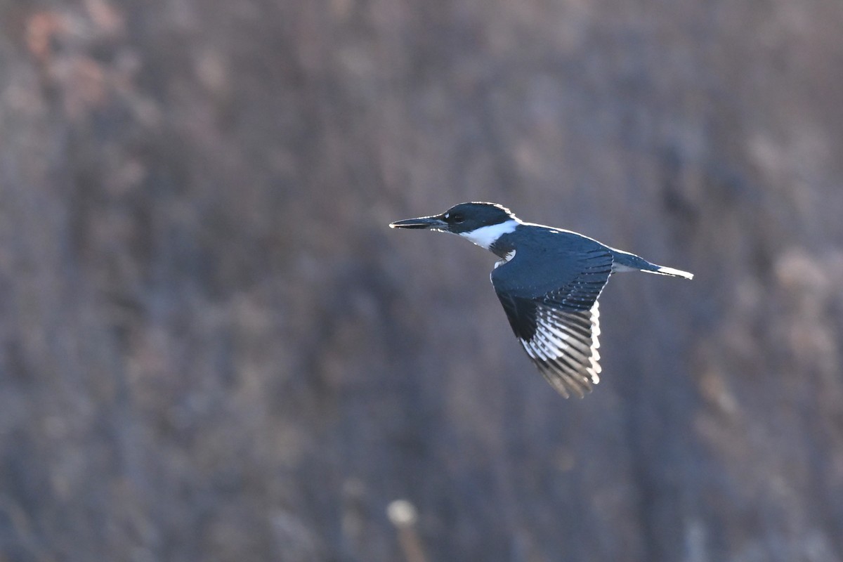 Belted Kingfisher - ML645952052
