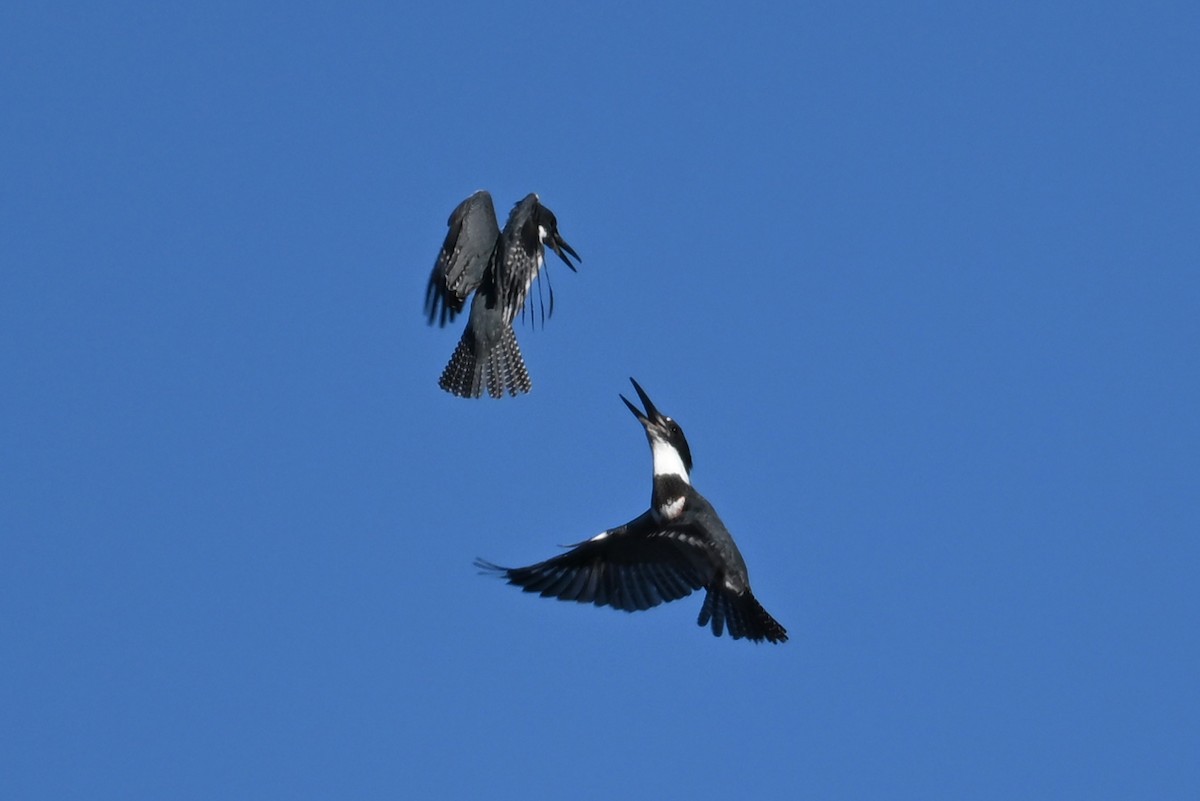 Belted Kingfisher - ML645952053