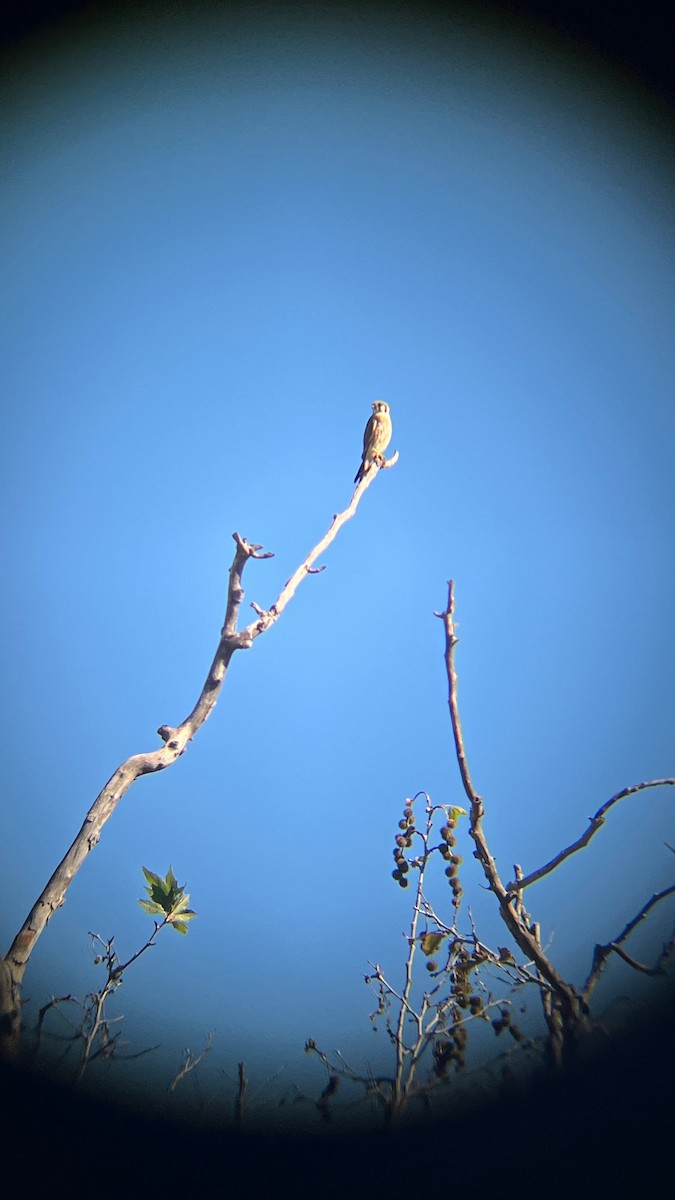 American Kestrel - ML645952058
