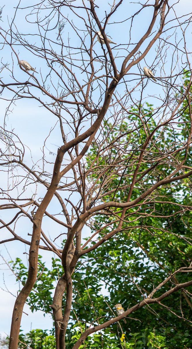 Picui Ground Dove - ML645952060