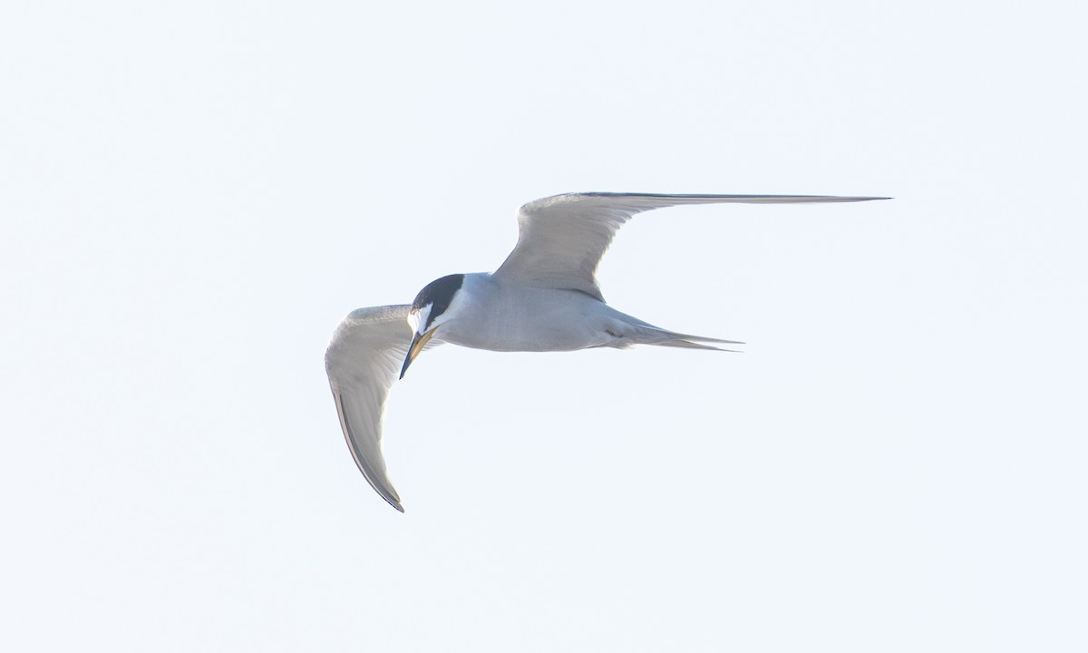 Peruvian Tern - ML645952061
