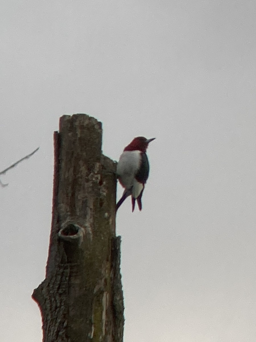 Red-headed Woodpecker - ML645952064