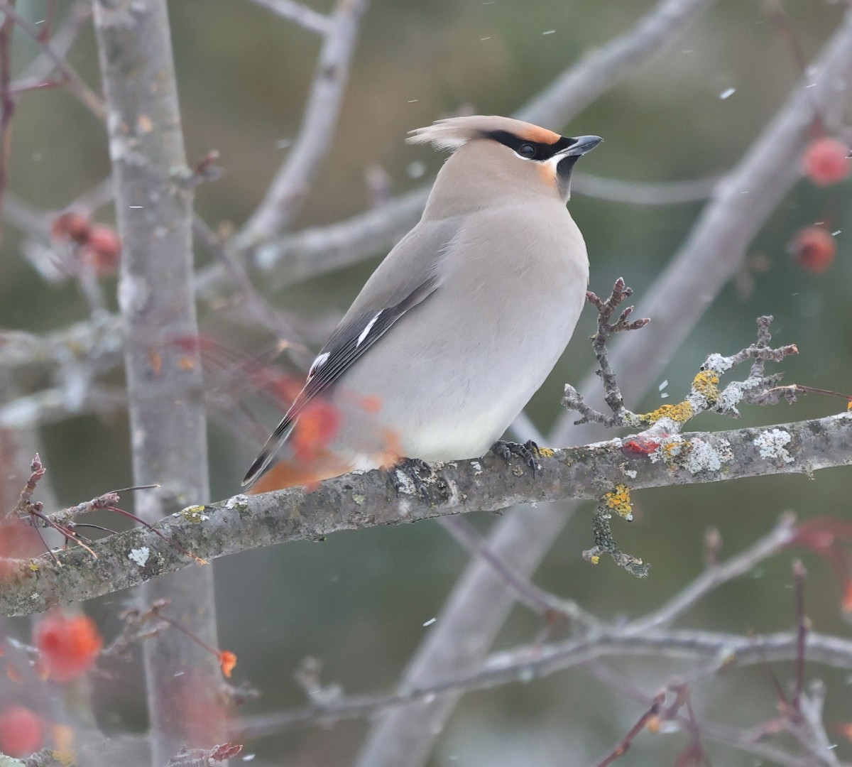 Bohemian Waxwing - ML645952066