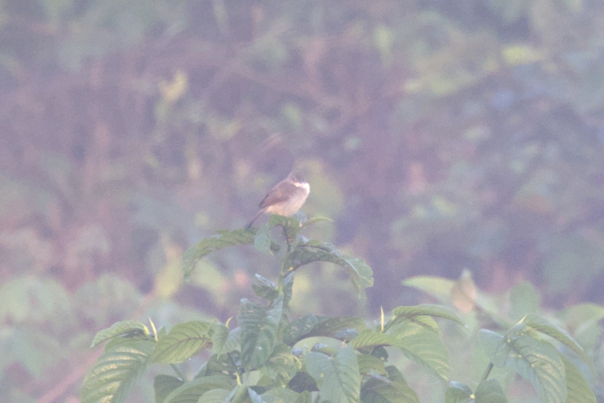 Cistícola Silbador - ML645952067