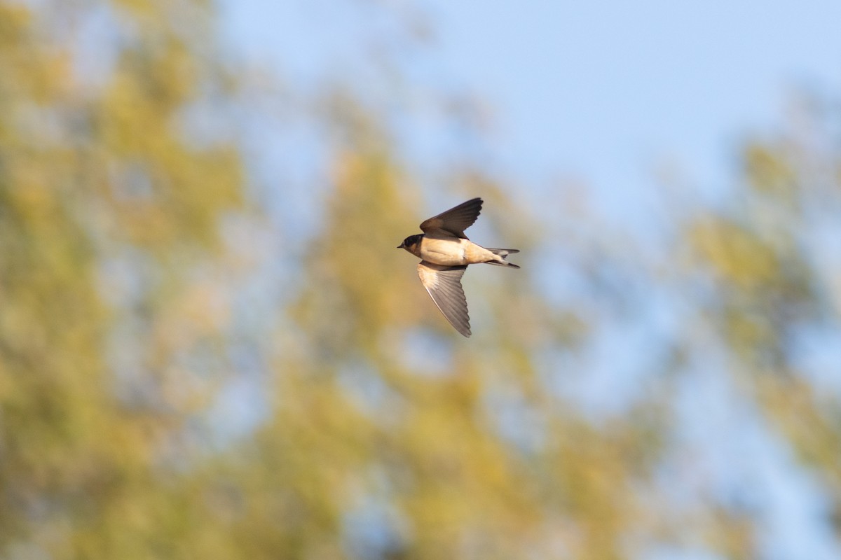 Ластівка сільська - ML645952078