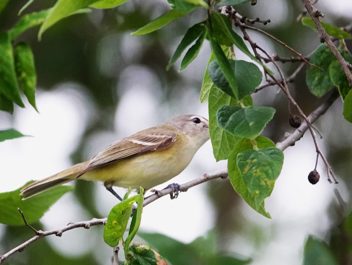 Bell's Vireo - ML645952088