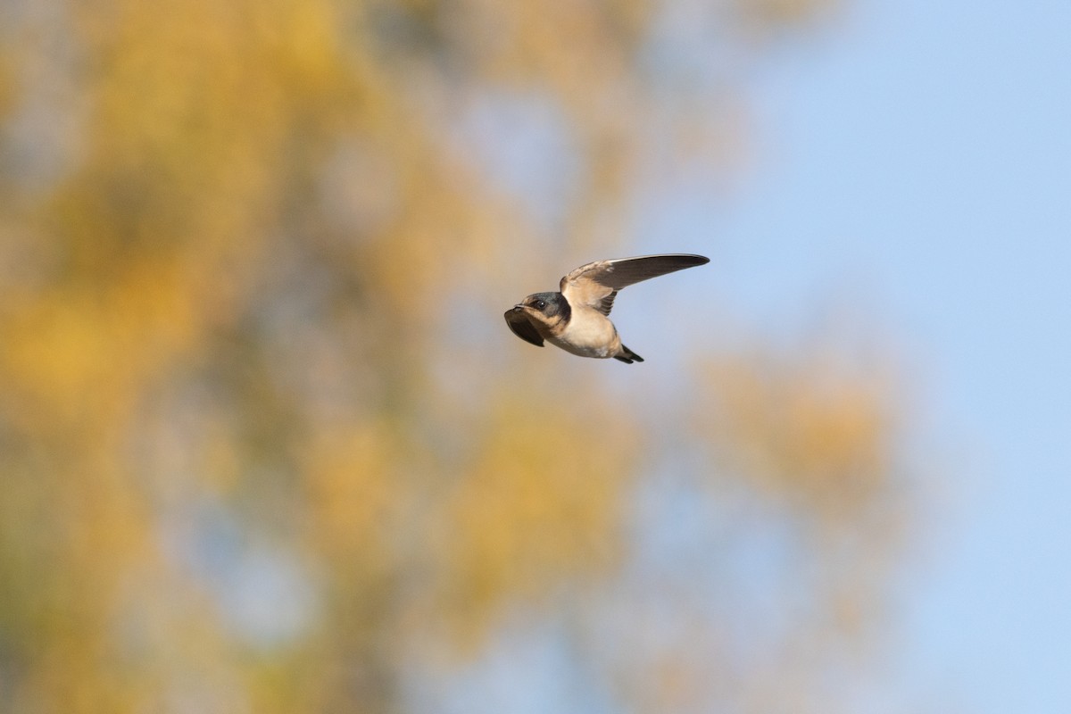 Ластівка сільська - ML645952091