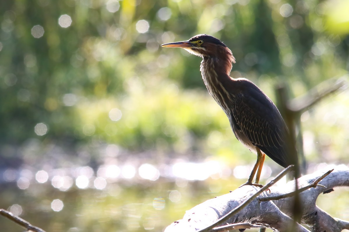 Green Heron - ML645952092