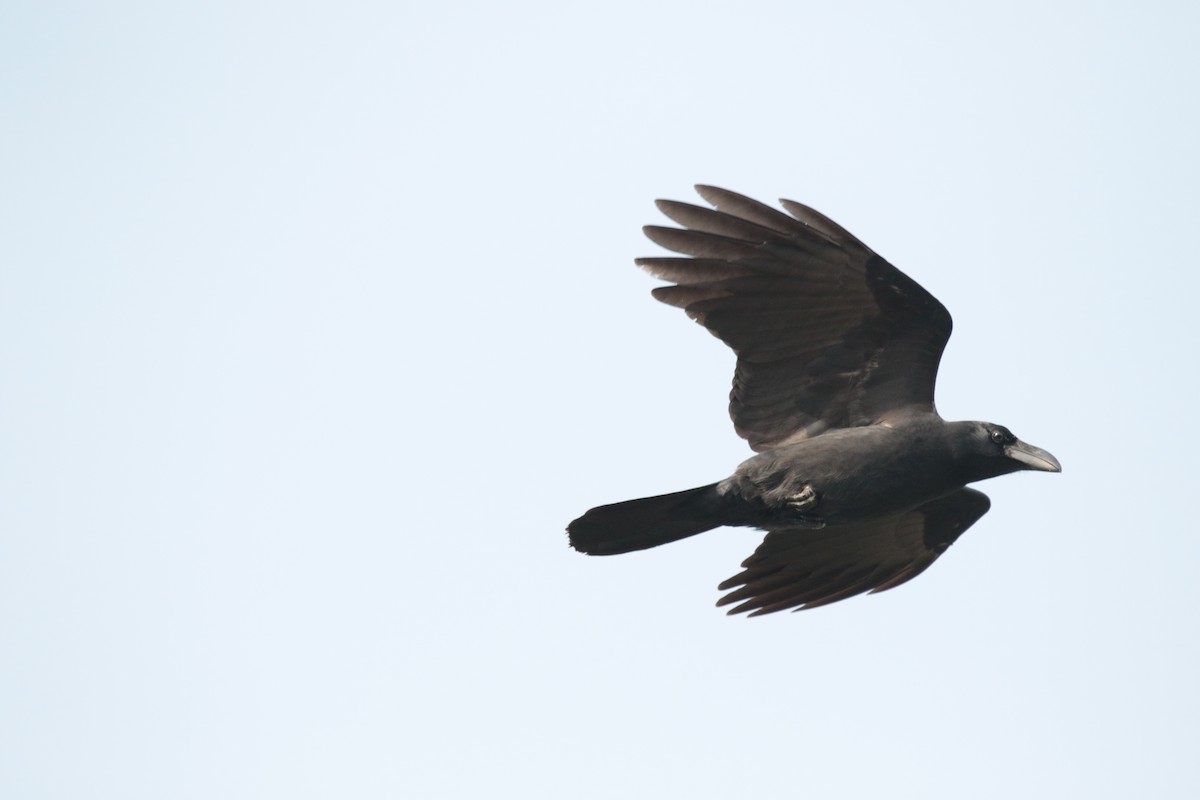 Large-billed Crow - ML645952093
