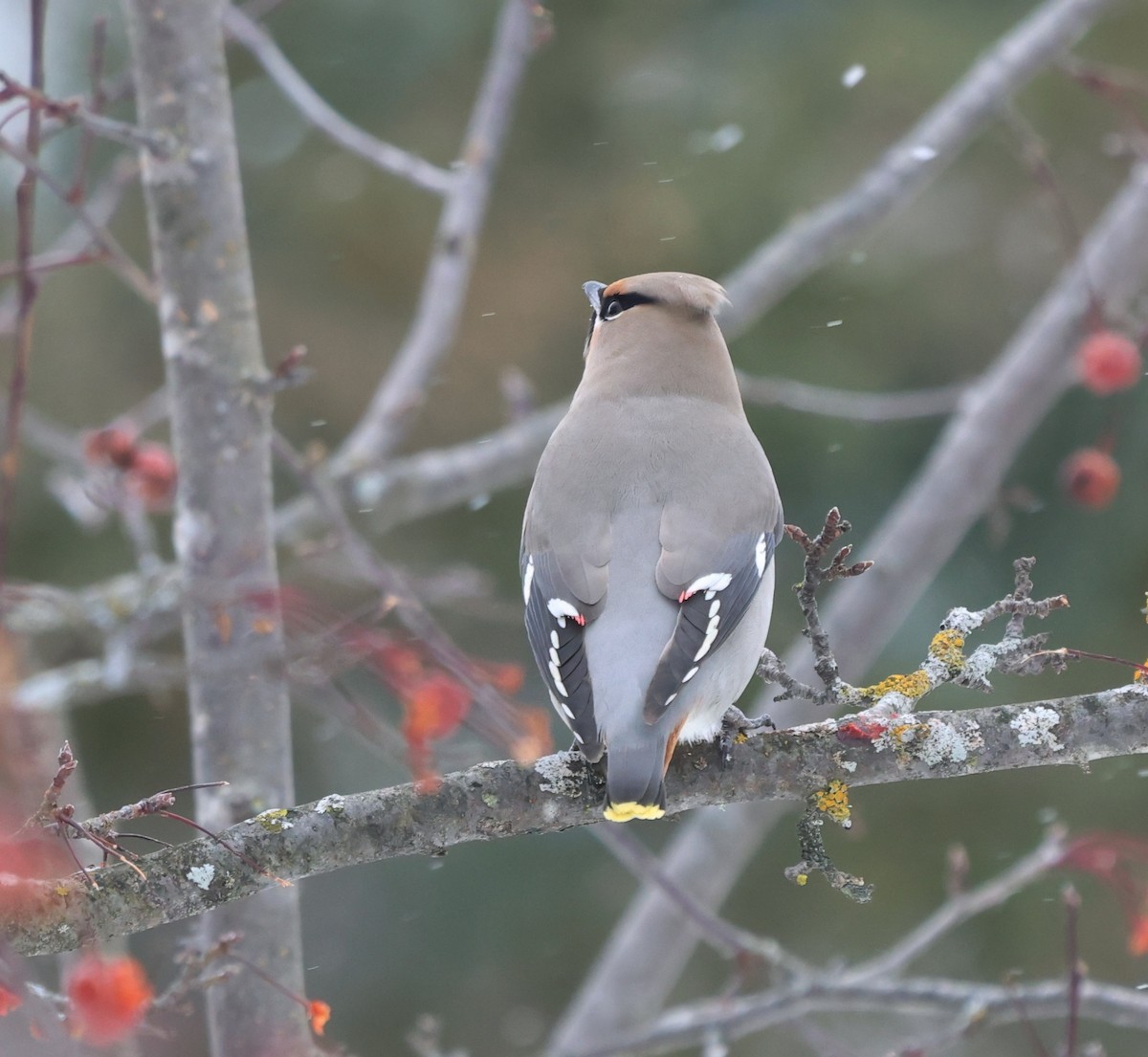 Bohemian Waxwing - ML645952094