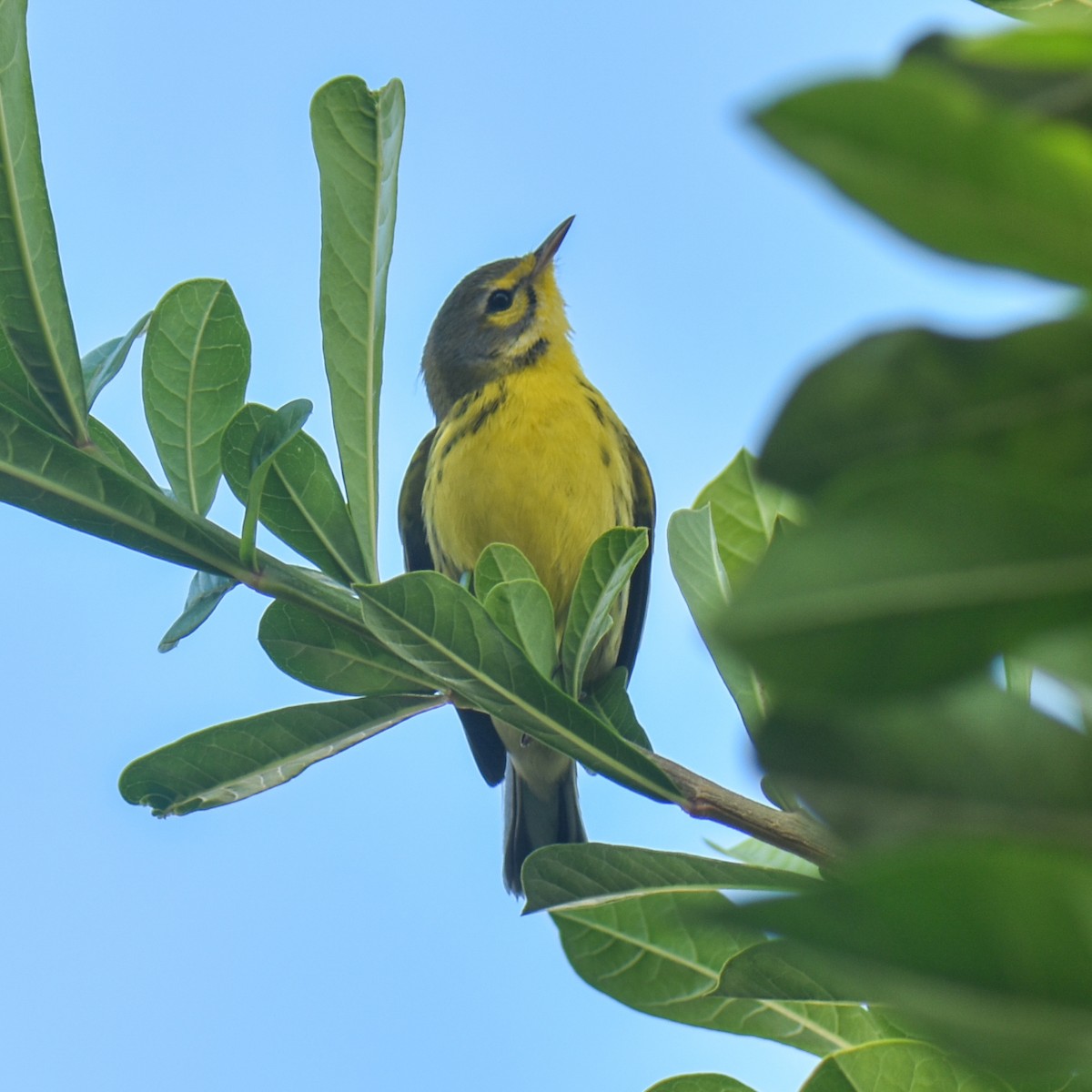 Prairie Warbler - ML645952095