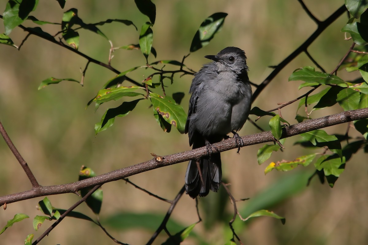 Gray Catbird - ML645952096