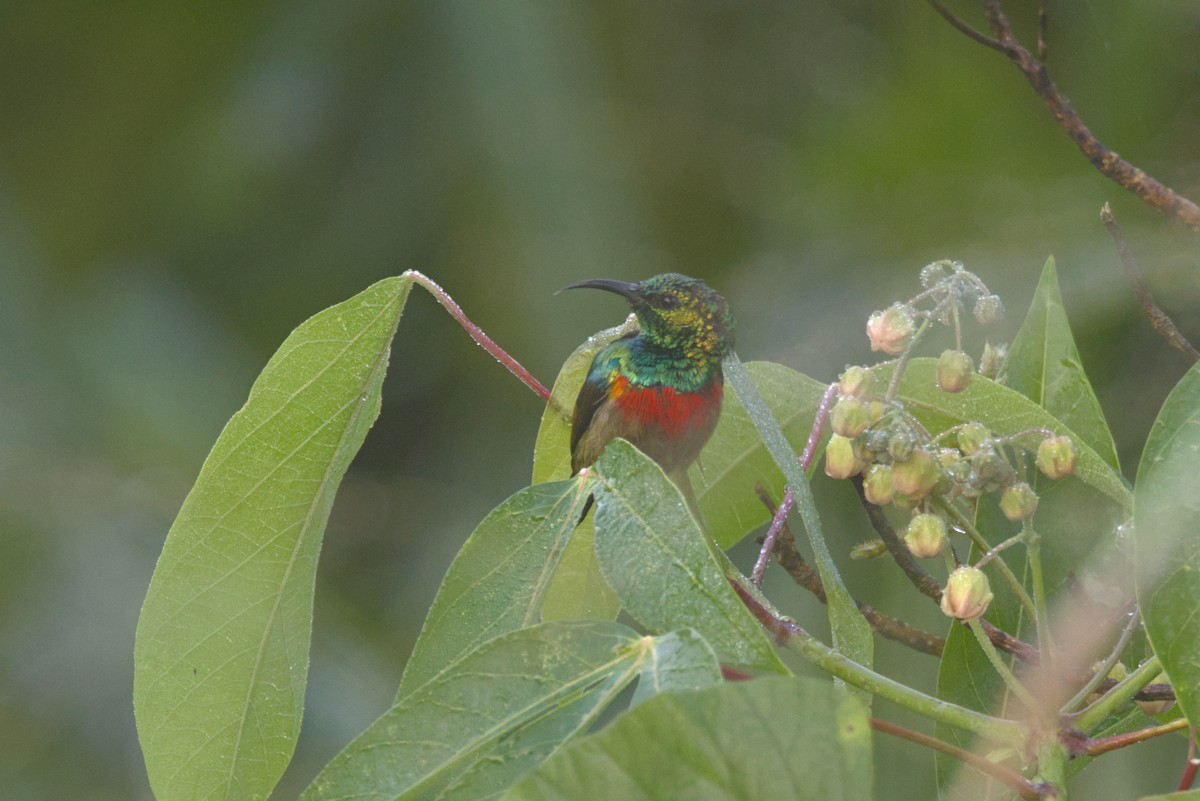 Suimanga Ventrioliva - ML645952097