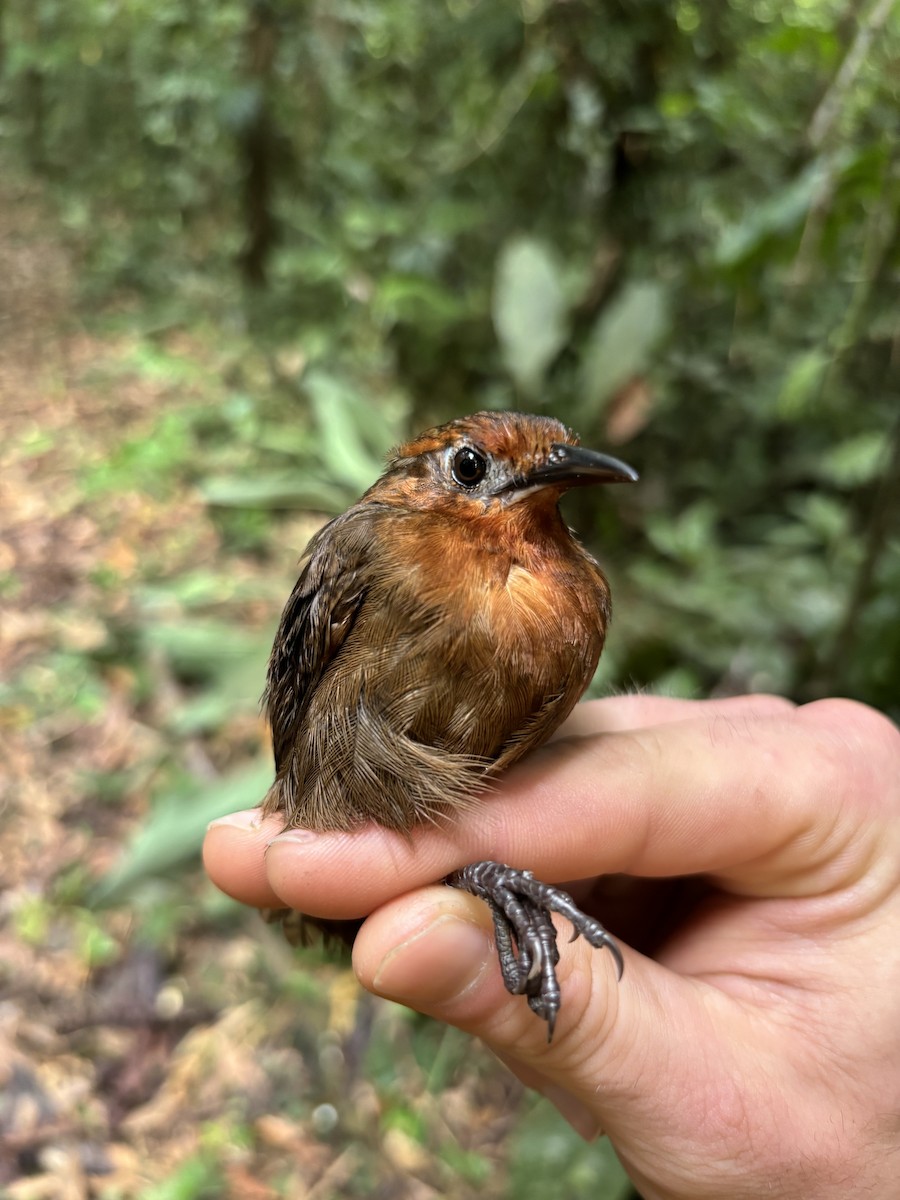 Musician Wren - ML645952098