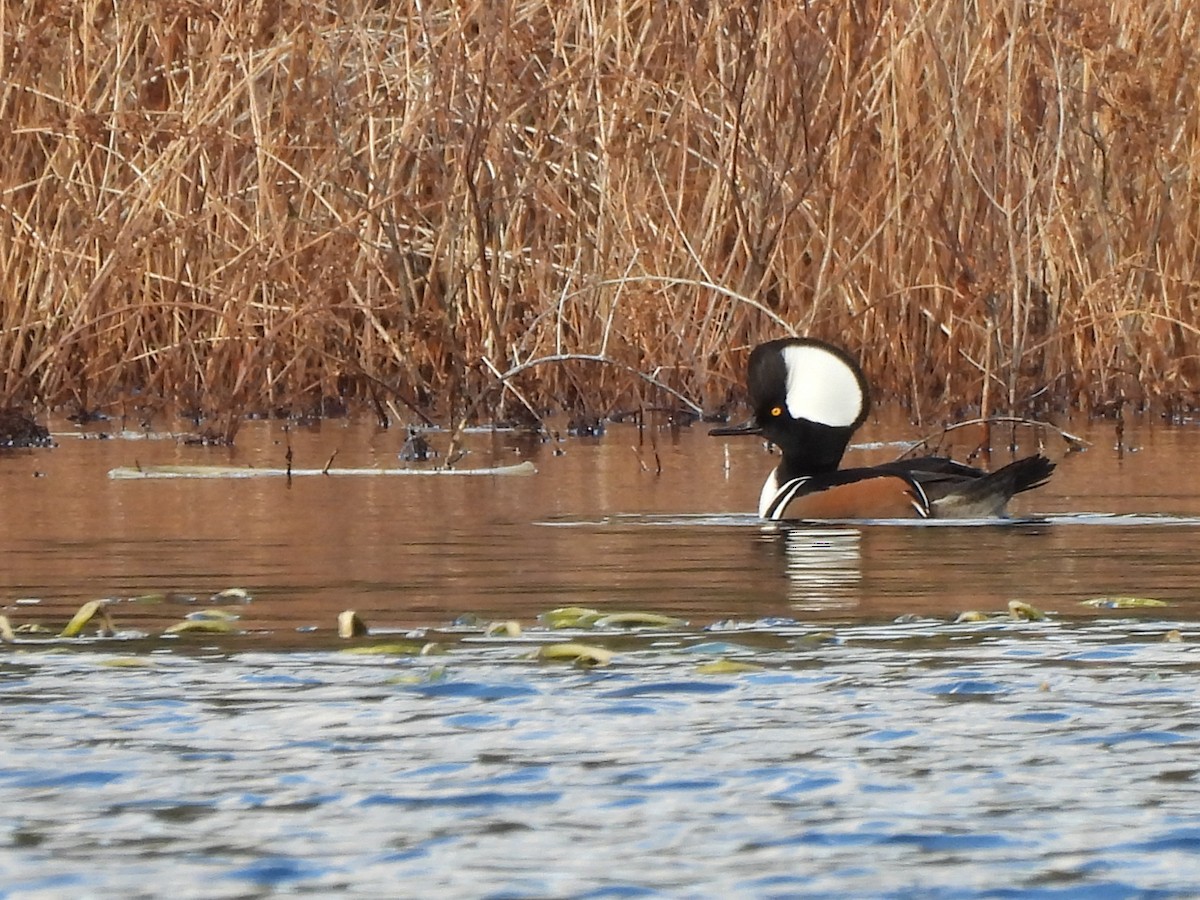 Hooded Merganser - ML645952102