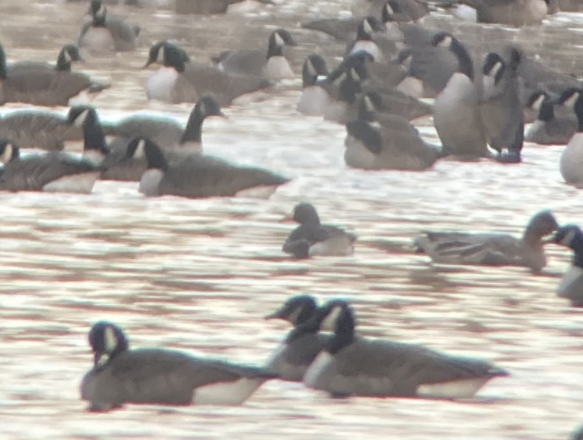 Greater White-fronted Goose (Greenland) - ML645952109