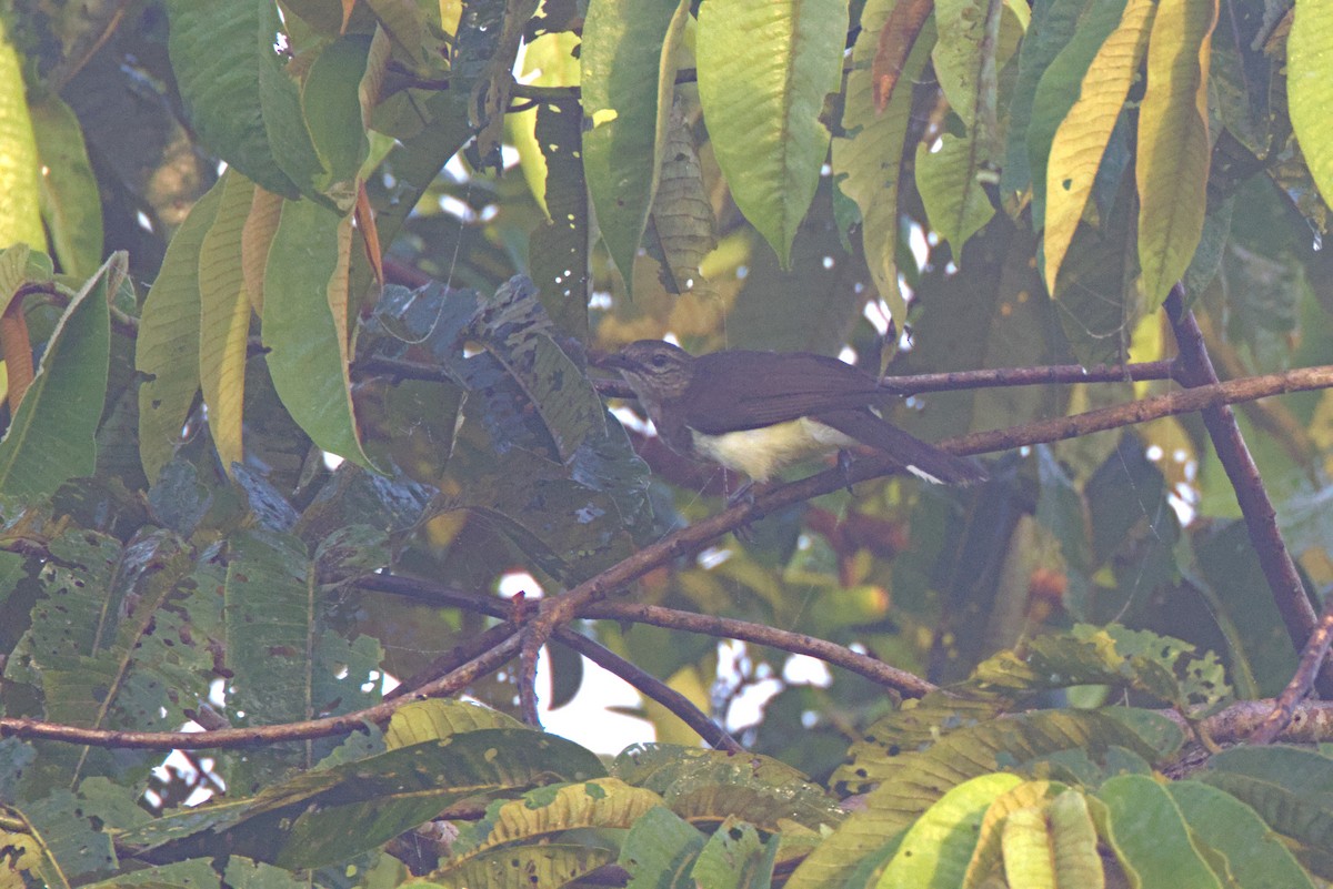 Bulbul de las Rafias - ML645952110