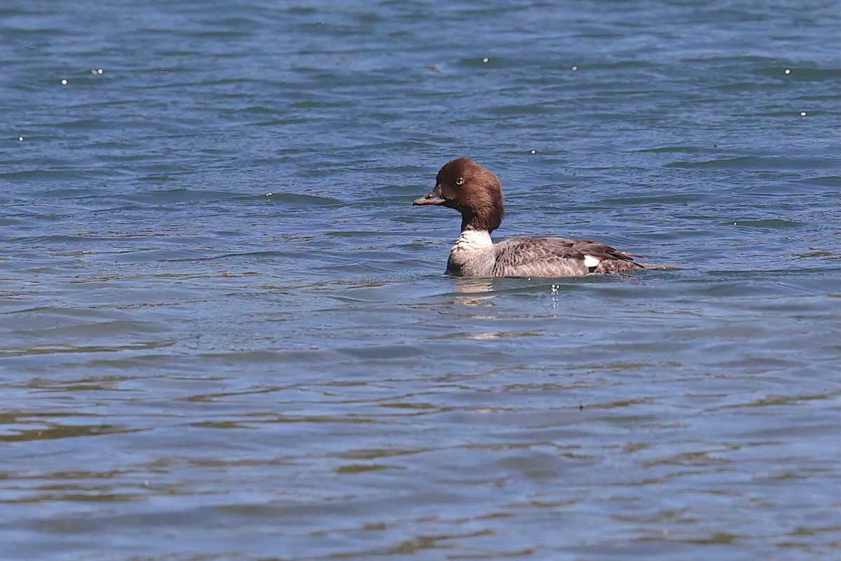 キタホオジロガモ - ML645952111