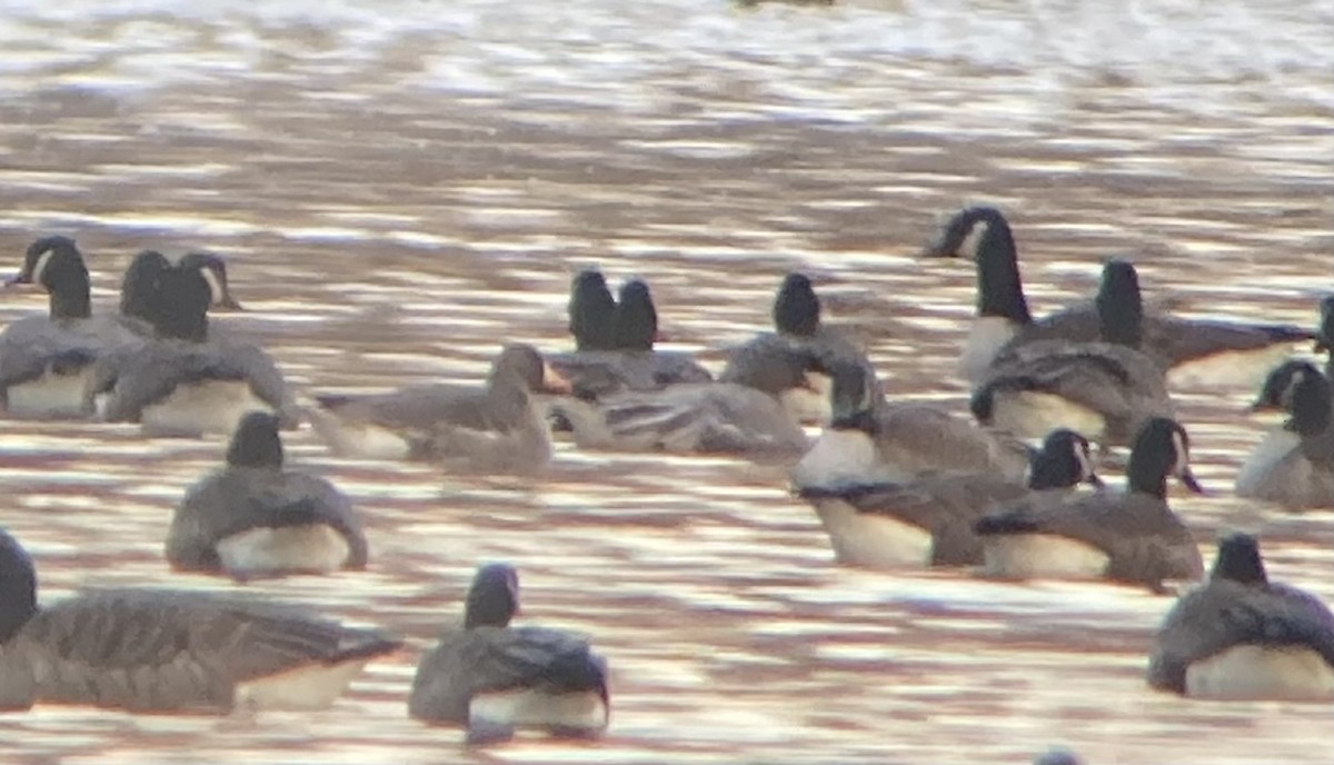 Pink-footed Goose - ML645952117