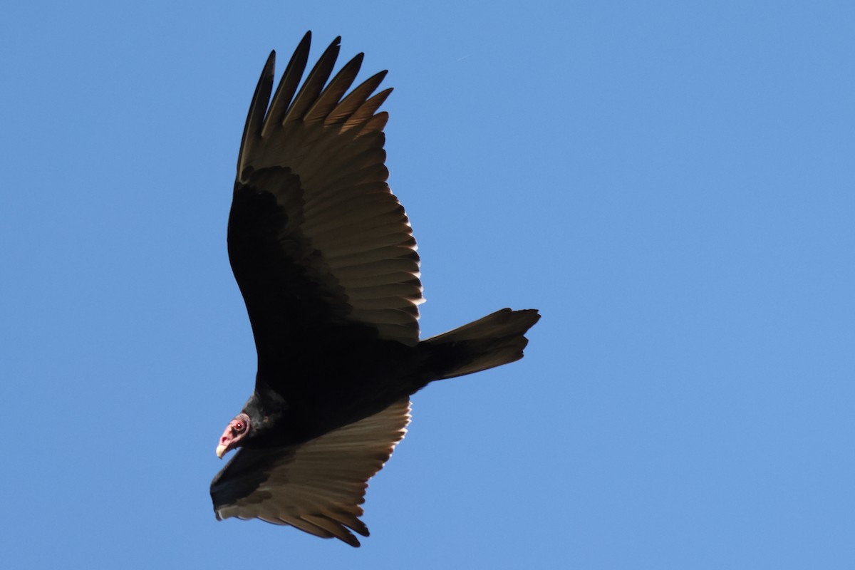 Turkey Vulture - ML645952123