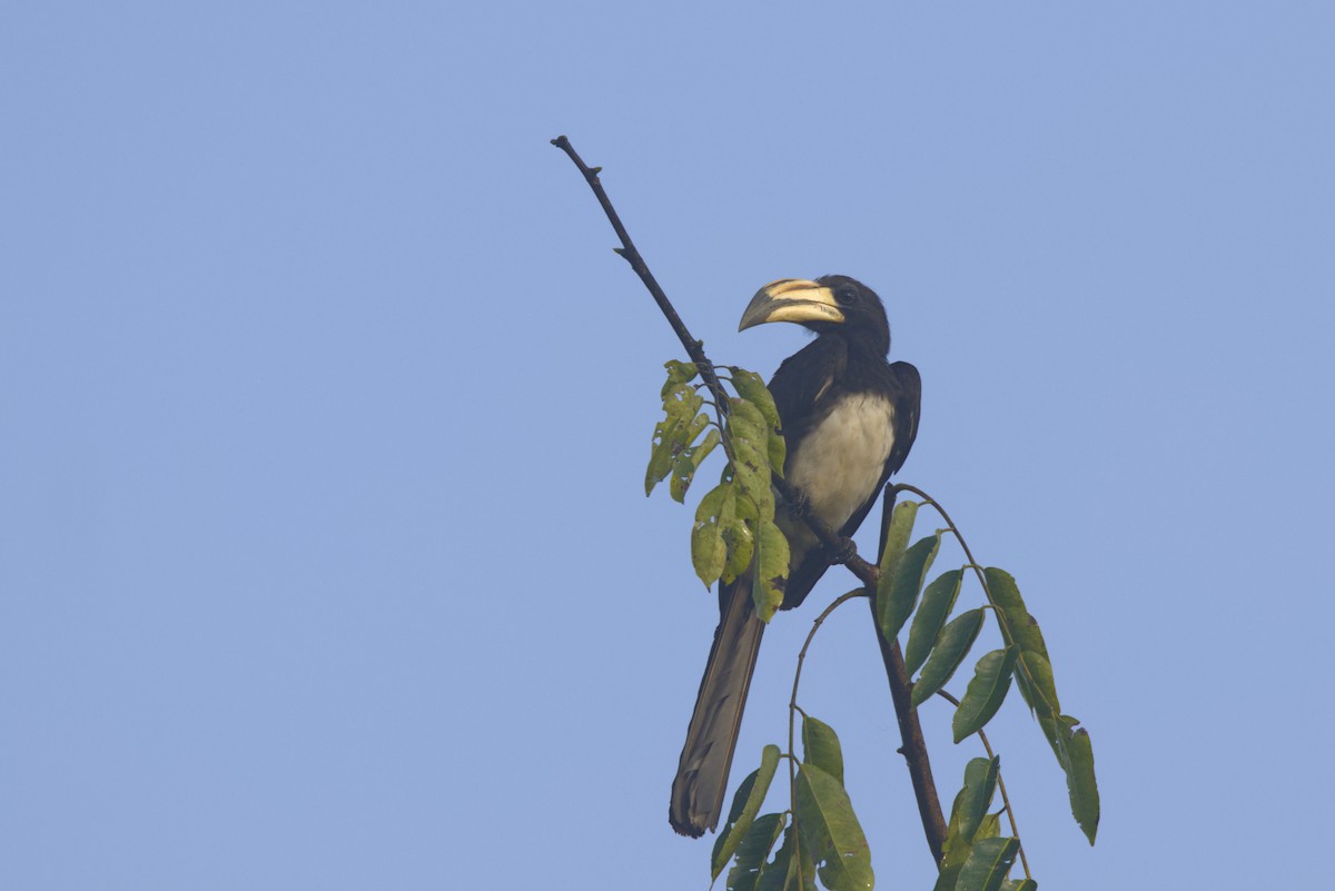 Toco Blanquinegro de Guinea - ML645952124