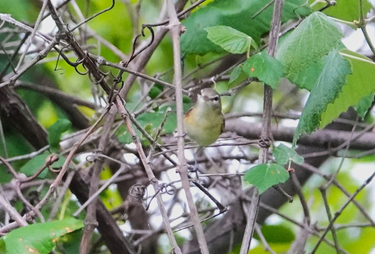 Bell's Vireo - ML645952132