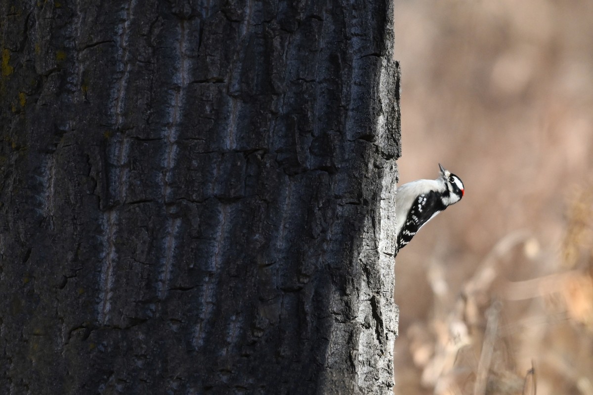Downy Woodpecker - ML645952133