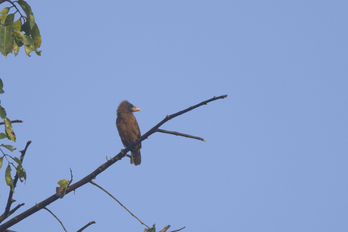 Barbudo Calvo (Común) - ML645952135