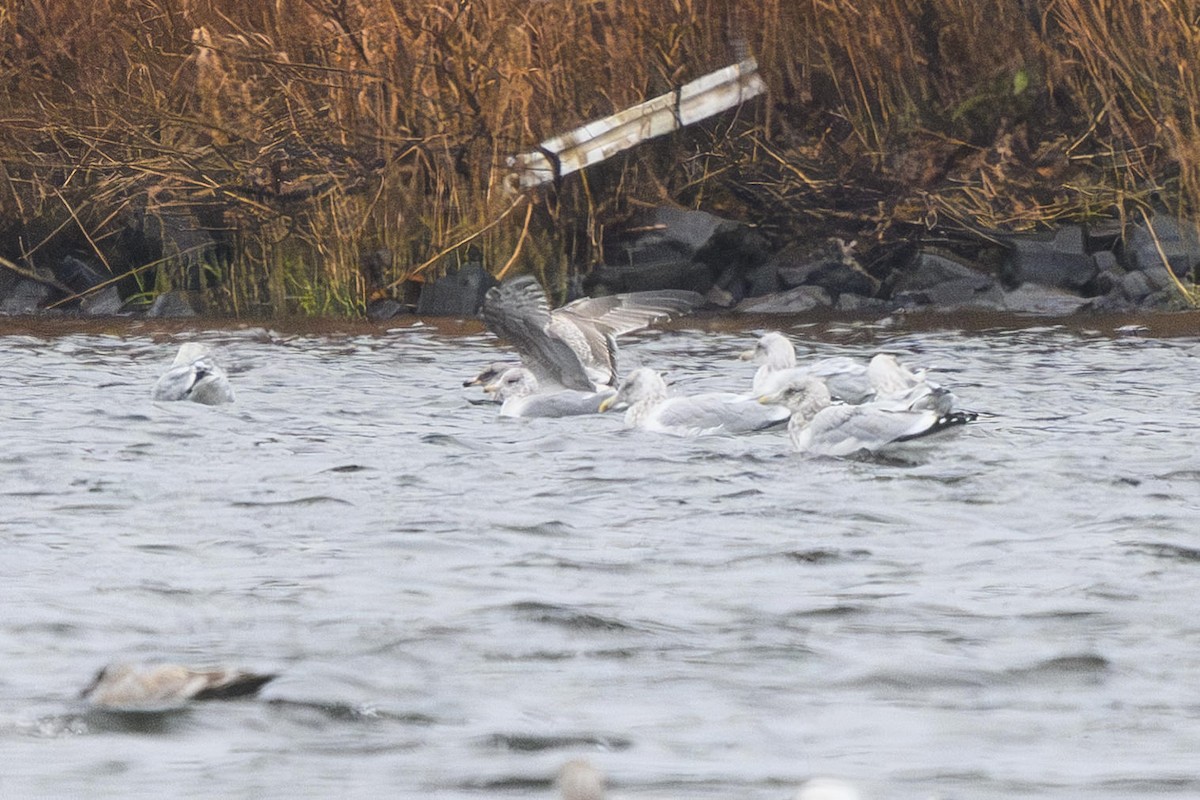 California Gull - ML645952136