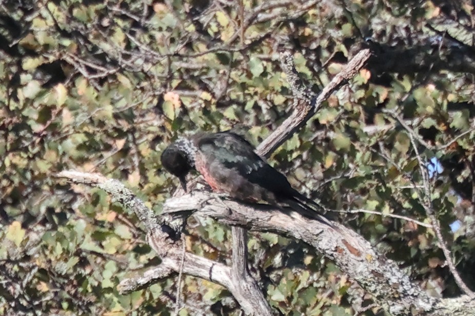 Blutgesichtspecht - ML645952153